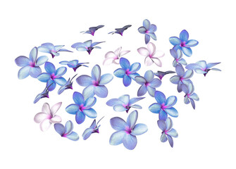 3d render blue hibiscus flowers petals isolated
