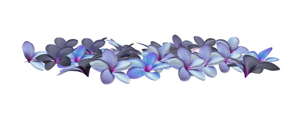 3d render blue hibiscus flowers petals isolated