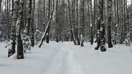 Fototapeta premium Snowcovered Avenue With Birch Trees, Chilly Snowlined Path Flanked With Slender White Bark Trunks, Quiet Winter Corridor Stretching Through Straightlined Birch Woods With Muted Colors