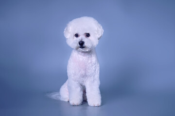 A Bichon Frise dog with a beautiful hairstyle after grooming. Space copy