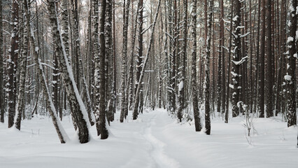 Fototapeta premium Dense Vertical Pine Trunks Creating Rhythmic Winter Pattern, Repetitive Silhouettes Rising From Powder Snow, Minimalist Composition Evoking Calm, Cold, Contemplative Forest Mood