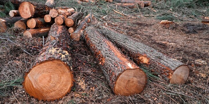 pins coup&eacute;s 4