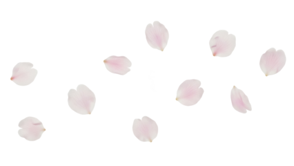 Delicate pink cherry blossom petals isolated PNG, scattered floral elements on transparent background for spring designs and wedding invitations