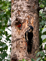 A female Great Spotted Woodpecker sits on a tree and feeds a chick looking out of a hollow.