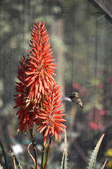 Obraz premium Hummingbird Hovering Near a Blooming Orange Aloe Plant