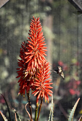 Obraz premium Hummingbird Flying Near a Blooming Orange Aloe Plant