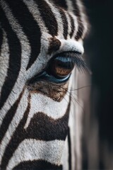 Fototapeta premium Close-up of a zebra's eye with its black-and-white stripes and long lashes. Concept Close-up Zebra Eye, Black-and-White Stripes, Long Eyelashes, Wildlife Macro Portrait, Intense Gaze