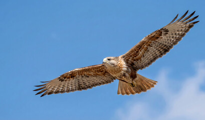 A Red Tail Hawk just taking off.