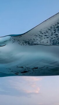 Vertical video: Recording camera capturing manta ray gliding past at surface, showing ventral spots