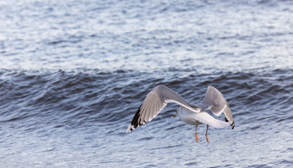 European herring gull&nbsp;or simply&nbsp;herring gull&nbsp;(Larus argentatus)&nbsp;