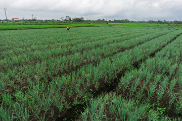 Obraz premium High angle view of organized red onion rows in a lush green agricultural field