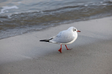 black-headed gull&nbsp;(Chroicocephalus ridibundus) on the coast of Baltic Sea, Germany