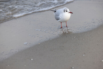 black-headed gull&nbsp;(Chroicocephalus ridibundus) on the coast of Baltic Sea, Germany