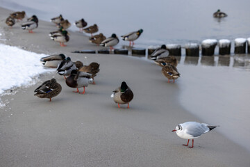 black-headed gull&nbsp;(Chroicocephalus ridibundus)  and &nbsp;mallards&nbsp;or&nbsp;wild ducks&nbsp;(Anas platyrhynchos)on the coast of Baltic Sea, Germany