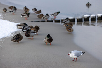 black-headed gull&nbsp;(Chroicocephalus ridibundus)  and &nbsp;mallards&nbsp;or&nbsp;wild ducks&nbsp;(Anas platyrhynchos)on the coast of Baltic Sea, Germany