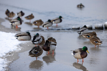 flock of mallards&nbsp;or&nbsp;wild ducks&nbsp;(Anas platyrhynchos) on the coast of Baltic Sea, Germany
