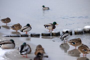 flock of mallards&nbsp;or&nbsp;wild ducks&nbsp;(Anas platyrhynchos) on the coast of Baltic Sea, Germany