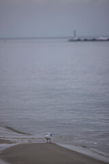 black-headed gull&nbsp;(Chroicocephalus ridibundus) on the coast of Baltic Sea, Germany