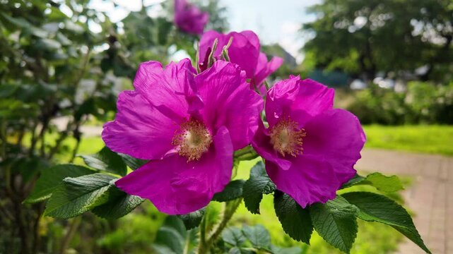 Beautiful pink dog rose (Rosa canina) bloom