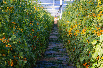 Rows of Ripe tomato Fruits Growing in a Greenhouse During the Morning Hours in a Farming Area