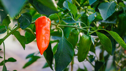 Fresh Chili Peppers Growing on Plants in a Garden During Daytime in a Warm Climate