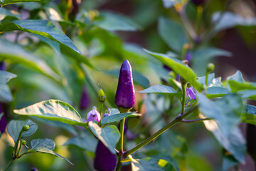 Purple Chili Peppers Growing on Plants in a Garden During Late Afternoon Light