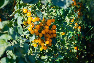 Yellow Cherry Tomatoes Grow on a Vine in a Sunny Garden During the Summer Season in the Countryside
