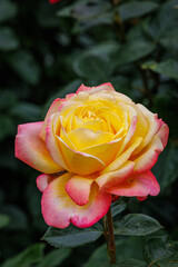 Yellow Rose With Pink Edges Blooms Among Green Leaves in a Garden During Morning Hours in Spring Season