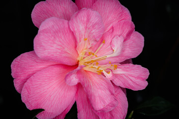 Pink camellia flower "Inspiration" blooming in a lush garden during springtime