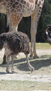 An ostrich walking and looking for food next to some giraffes.