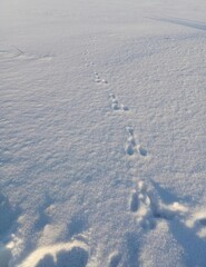 Footprints in the snow