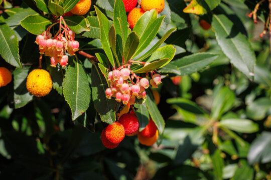 Fruiting Arbutus Unedo Tree with Red and Orange flowers
