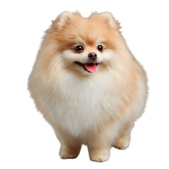 Obraz premium Cute fluffy Pomeranian dog standing on white background looking happy