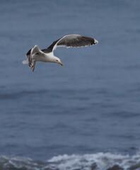 Greater Black Backed Gull in Flight 
