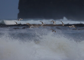 Ruddy Turnstones in Flight across beach in winter 