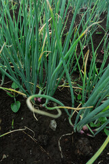 High angle view of organized red onion rows in a lush green agricultural field
