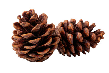 Two pine cones isolated on transparent background. Close-up of two textured brown pine cones isolated on white background.