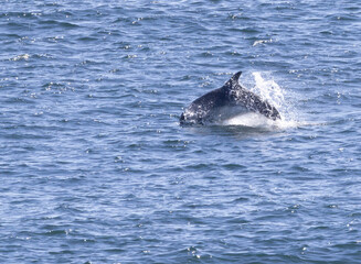 Fototapeta premium Bottle Nosed Dolphins in Scotland 