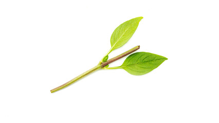 Obraz premium Green basil leaves on a white background. High quality photo
