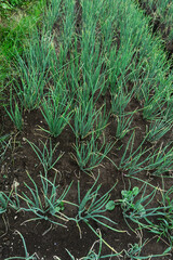 High angle view of organized red onion rows in a lush green agricultural field