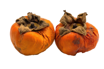 Ripe persimmons isolated on transparent background. Two ripe orange persimmon fruits showing signs of over ripeness isolated on white background.