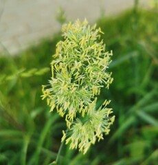 Fototapeta premium Grass flowering close-up in nature, bright green, macro photography, copy space