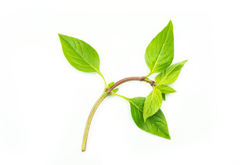 Obraz premium Green basil leaves on a white background. High quality photo