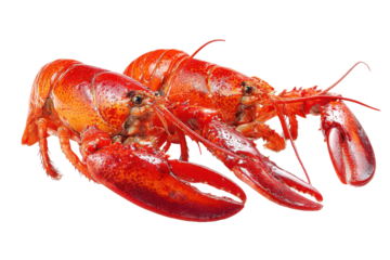 Cooked red lobsters isolated on transparent background. Two bright red lobsters isolated on white background.