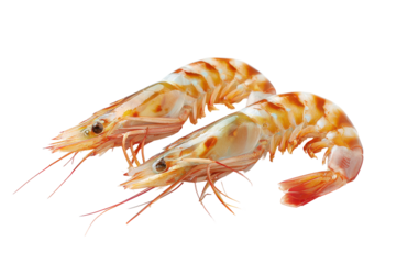 Raw tiger prawns isolated on transparent background. Two fresh shrimp isolated on white background.
