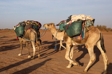 Un dromadaire dans le d&eacute;sert marocain
