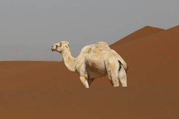 Un dromadaire dans le d&eacute;sert marocain
