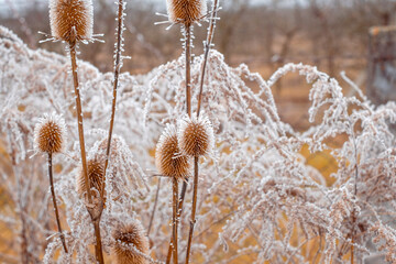 Autumn dried plants with frozen flowers covered in ice crystals on a cold winter day