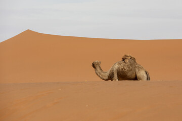 Un dromadaire dans le d&eacute;sert marocain