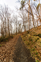 Autumn forest path covered in fallen leaves, leading through bare trees
